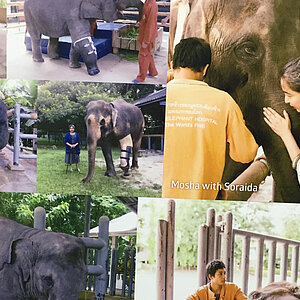 reise trends Thailand Elephant Parade Alles dreht sich um Mosha Foto: Rüdiger Berger