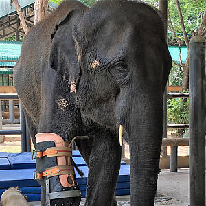 reise trends Thailand Elephant Parade Mosha Foto: Rüdiger Berger