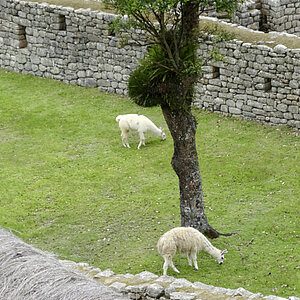 reise-trends Südamerika Peru Machu Picchu und die Alpakas. Foto: Rüdiger Berger