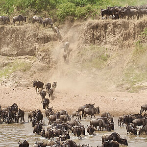 Die Great Migration in Tansania. Eine Gnu Herde überquert den Fluss. Foto: Franziska Teply