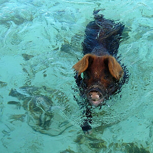 reise trends Bahamas Exuma Bay Schwimmende Schweine  Foto: Rüdiger Berger