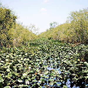 Die dicht bewachsene Sumpflandschaft der Everglades. Copyright: reise trends / Rüdiger Berger