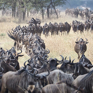 Die Great Migration in Tansania. Gnu Herde auf dem Weg. Foto: Franziska Teply