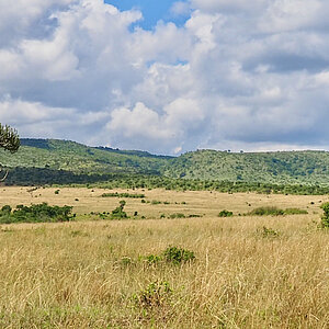 Savanne im Masai Mara Nationalpark in Kenia. Foto: Franziska Teply