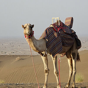 reise trends Oman Kamel Dunes by Al Nahda Foto: Rüdiger Berger