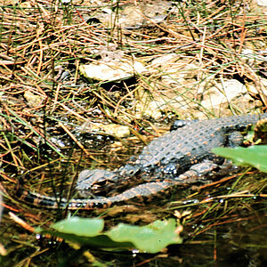 Ein kleines Alligatorenbaby. Copyright: reise trends / Rüdiger Berger