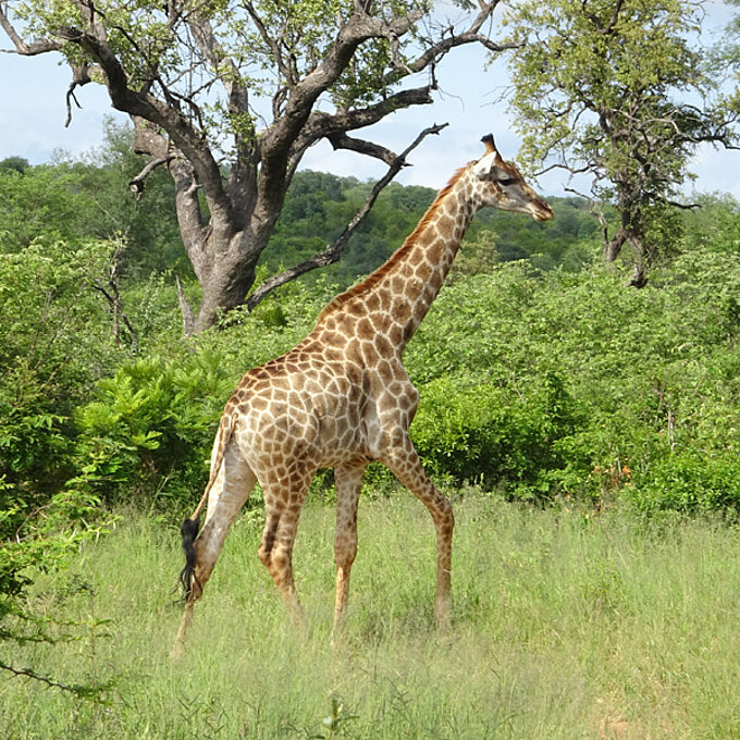 Giraffe im Krüger Nationalpark. Foto: Rüdiger Berger