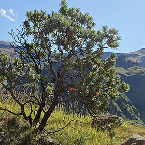 Bergkette der Drakensberge. Foto: Rüdiger Berger