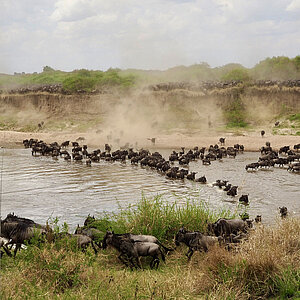 Die Great Migration in Tansania. Eine Gnu Herde überquert den Fluss. Foto: Franziska Teply