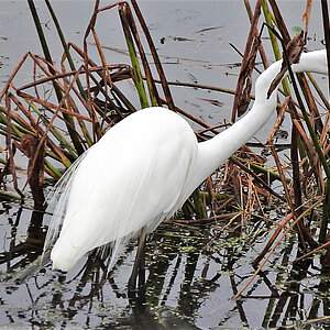 Ein weißer Storch in der Sumpflandschaft Floridas. Copyright: reise trends / Rüdiger Berger