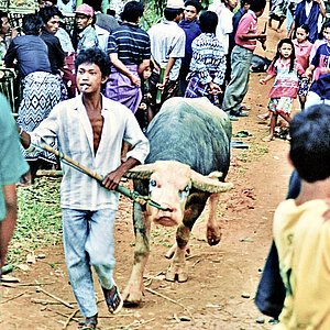 reise trends Tana Toraja: Gäste der Totenfeier bringen einen Wasserbüffel Opfergabe Foto: Rüdiger Berger