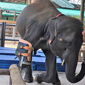 reise trends Thailand Elephant Parade Mosha und Mahut Foto: Rüdiger Berger