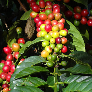 Kaffeeernte in Kolumbien. Foto: Rüdiger Berger