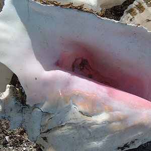 reise trends Bahamas Staniel Cay Conch Shell Foto: Rüdiger Berger