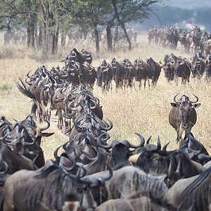 Gnuherde im Masai Mara Nationalpark in Kenia. Foto: Franziska Teply