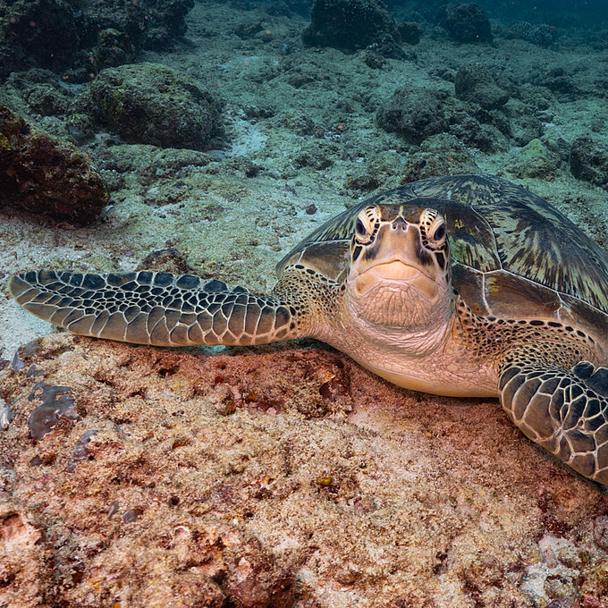 reise trends Malediven Unterwasserwelt Schildkröte. Foto: Susanne Grulms