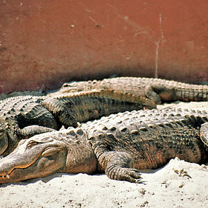 Zwei ausgewachsene Alligatoren. Copyright: reise trends / Rüdiger Berger