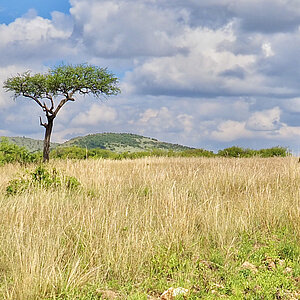 Masai Mara Nationalpark in Kenia. Foto: Franziska Teply