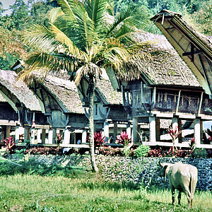 reise trends Tana Toraja: Typische Häuser Foto: Rüdiger Berger
