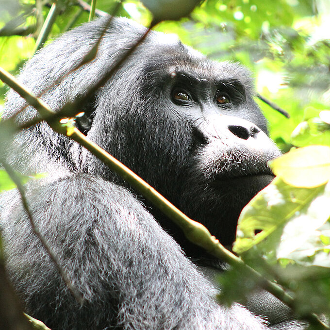 Die letzten Berggorillas der Welt im Hochland Ugandas. Foto: Katja Nessler