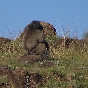 Pavian am Fuße der Drakensberge. Foto: Rüdiger Berger