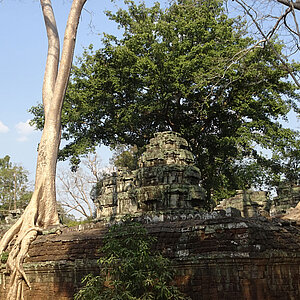 Der Tempel Ta Prohm innerhalb der Tempelanlage Angkor Wat in Kambodscha. Foto: Rüdiger Berger
